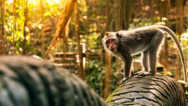 Sacred Monkey Forest In Ubud Bali Attractions