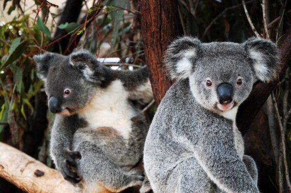 Koalas,in,queensland
