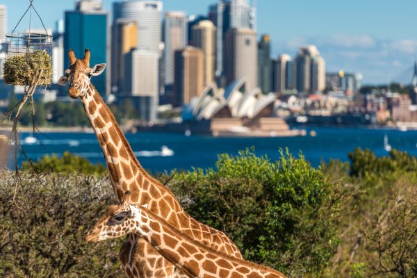 Sydney,,australia, ,july,23,,2016:,adorable,giraffes,at,taronga