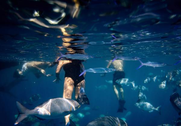Wicked Hens Nz Snorkelling